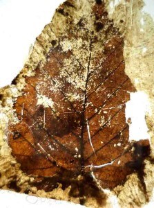 Fossil leaf from New Zealand Late Cretaceous of Kaitangata