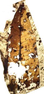 Fossil leaf from New Zealand Late Cretaceous of Kaitangata