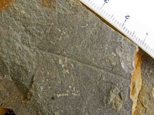 Fossil leaf from New Zealand Paleocene