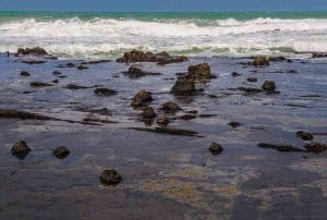 Curio Bay Jurassic fossil forest in New Zealand