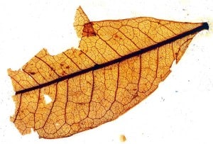 Miocene leaf fossil from Blue Lake, St Bathans, New Zealand
