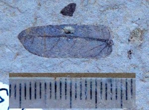 Fossil legume leaflet from the Miocene of New Zealand