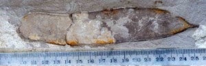 Fossil pea pod (legume) from the Miocene of New Zealand