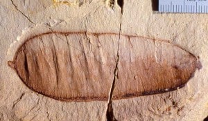 Fossil pea pod (legume) from the Miocene of New Zealand