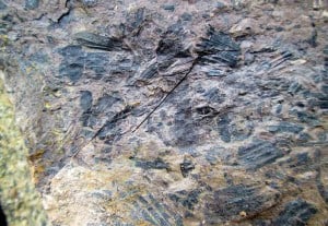 Equisetum fossil New Zealand Jurassic