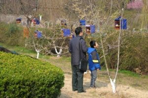 Father and son admiring caged song birds along the old course of the Nanjing City Wall.