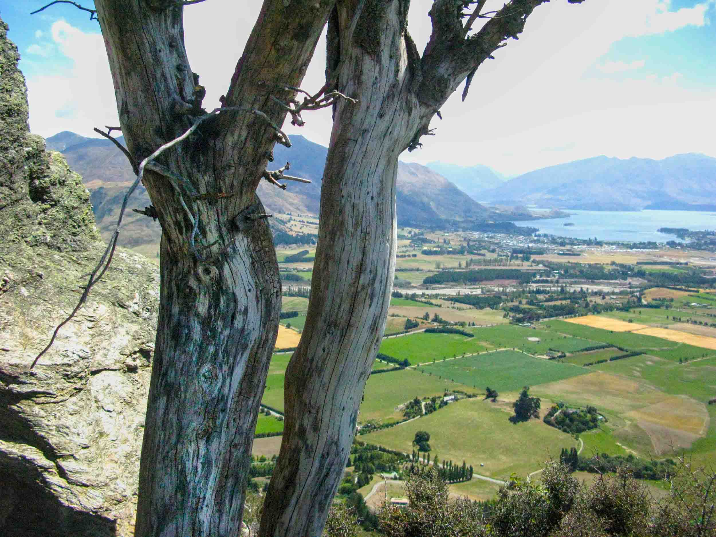 A relict, but dead, kowhai, on the slopes of Criffel Peak. Directly behind the kowhai is Mount Roy - with relict beech forest. Lake Wanaka is to the right. Image: the author (Mike Pole).