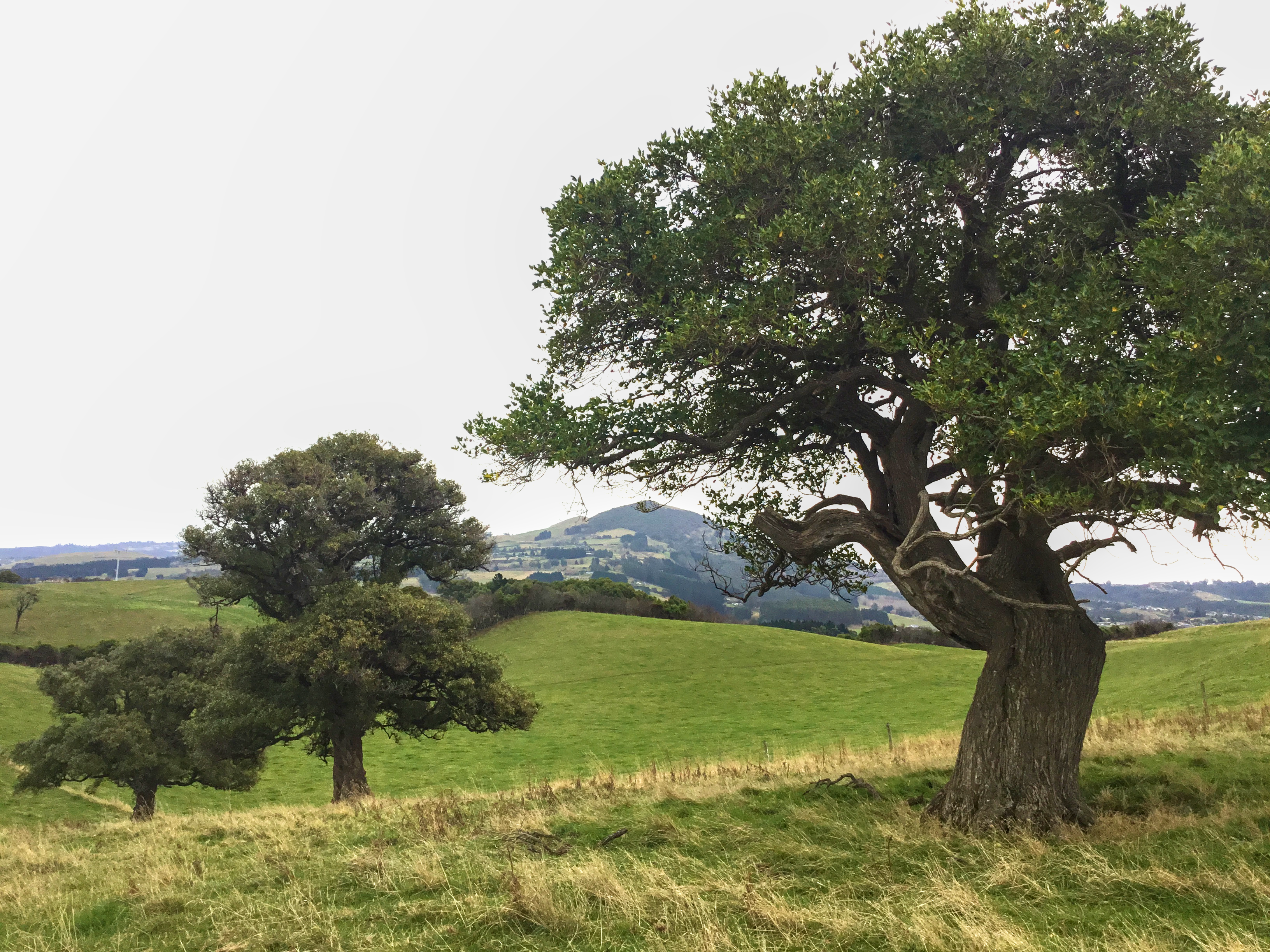 Relict trees from what was Green Island Bush, Saddle Hill in the background. Tree in the foreground is Broadleaf, Grisellnia littoralis. Photo: the author (Mike Pole).