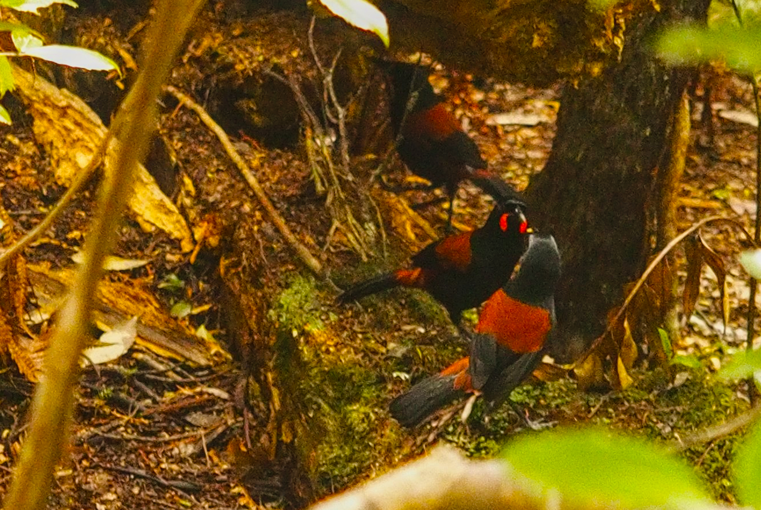 Three saddlebacks/tieke on Ulva Island (Stewart Island group, New Zealand). Photo: the author (Mike Pole)