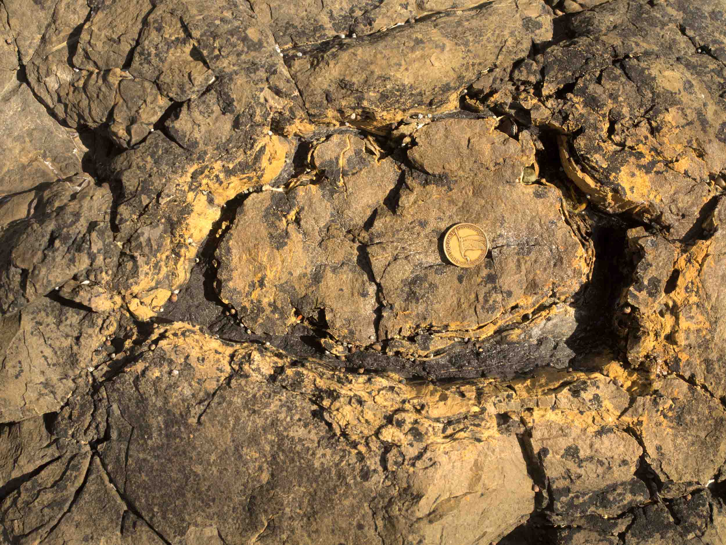 A hollow tree stump at the Jurassic fossil forest of Curio Bay, New Zealand. The inside of the stump (the wood is yellow, and has come black, 'coally' material inside) has been filled with sandy material (grey). Could this be an in-filled fire-scar?